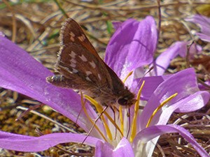 Silver-spotted Skipper - Hesperia  comma © John Muddeman
